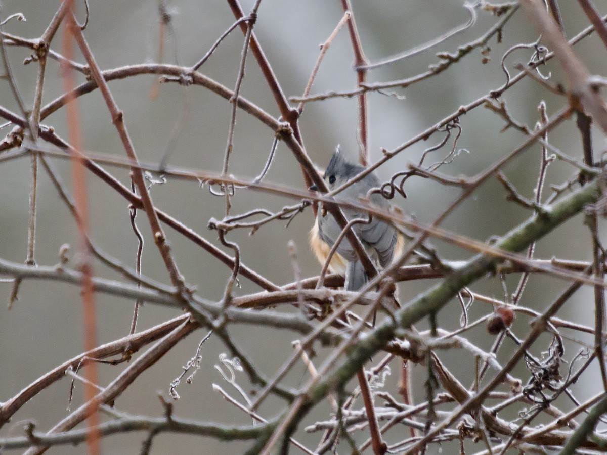 Tufted Titmouse - ML647636890