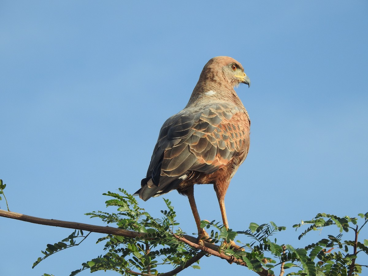 Busardo Sabanero - ML647636895