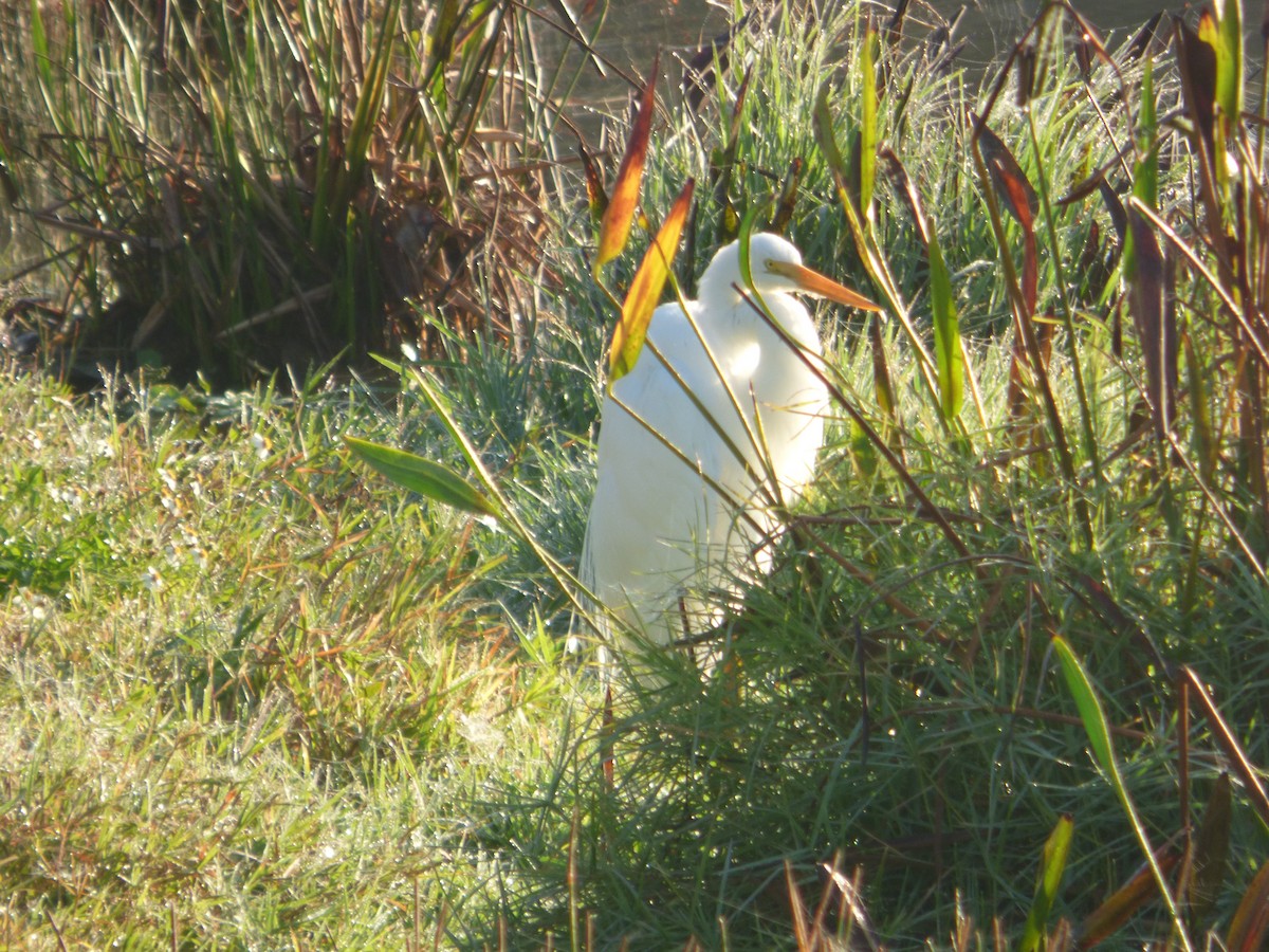 Koartza zuria - ML647636896