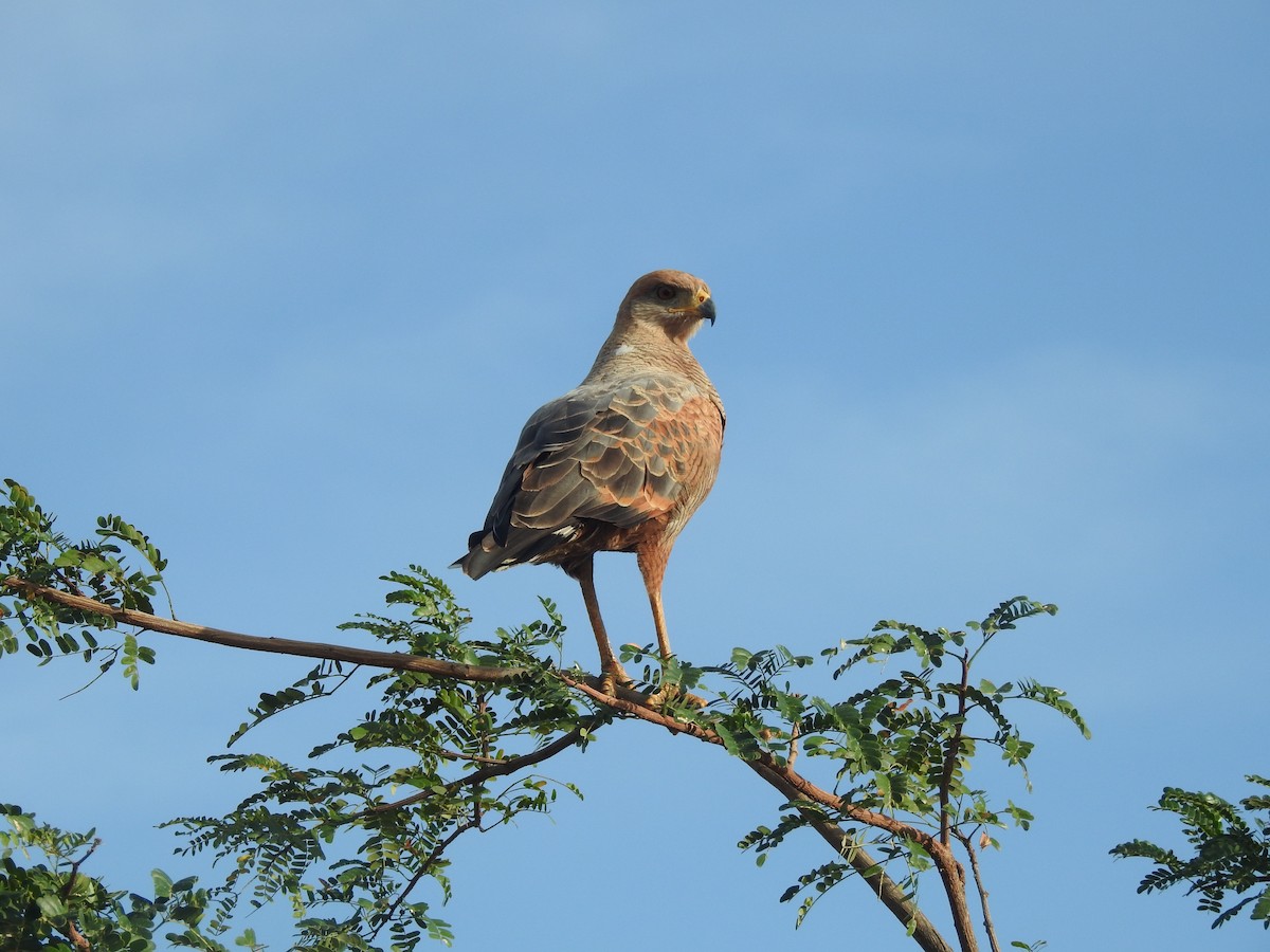 Busardo Sabanero - ML647636904
