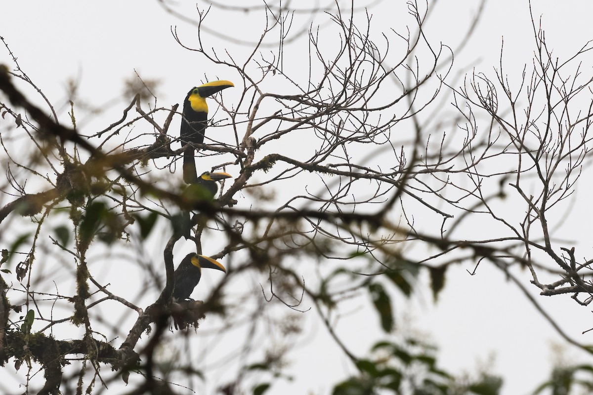 Yellow-throated Toucan (Chestnut-mandibled) - ML647636910