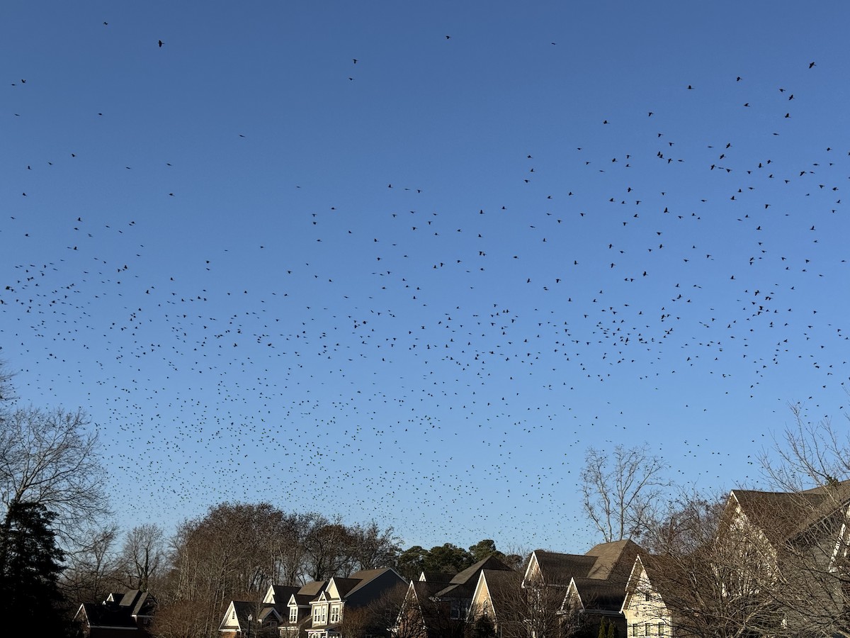 Purpurgrackel - ML647636934