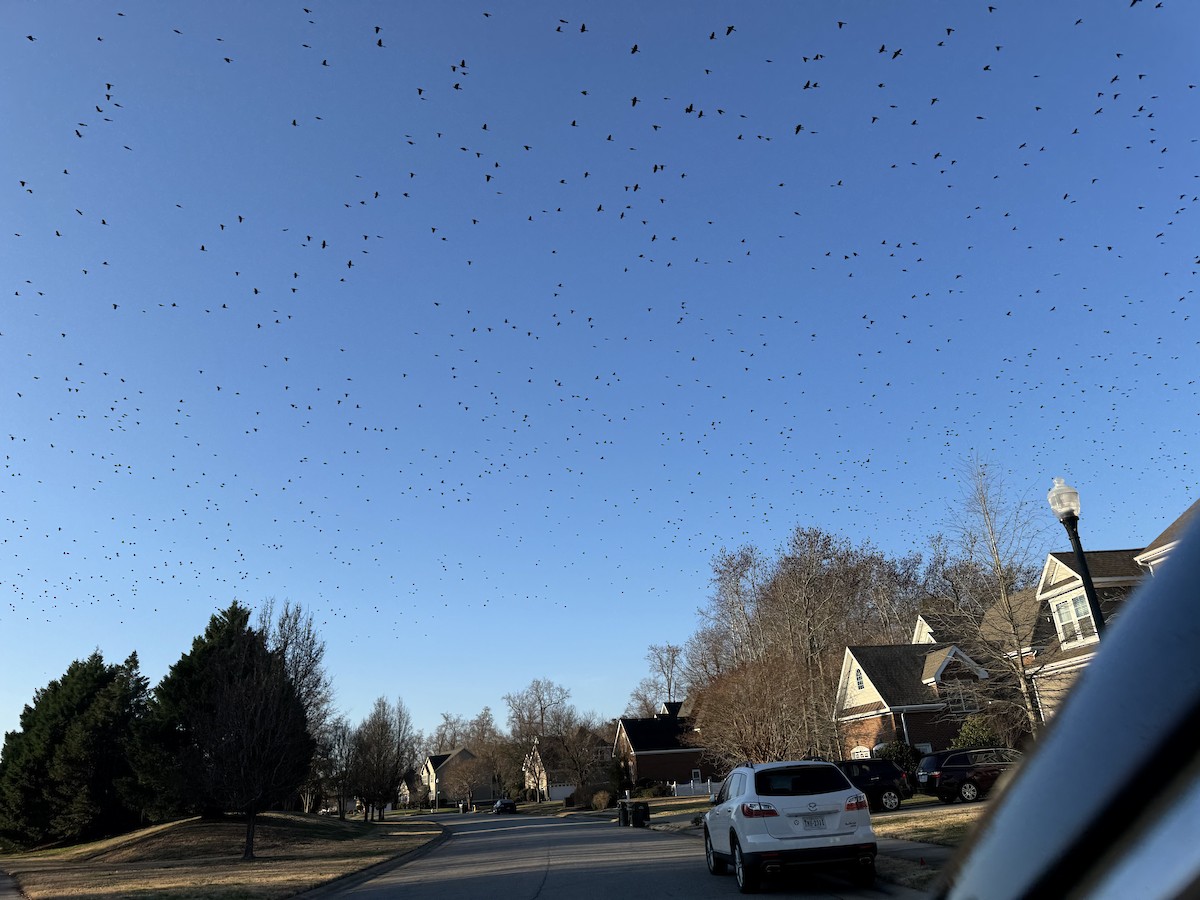 Purpurgrackel - ML647636938