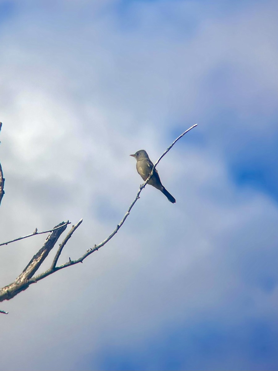 Greater Pewee - ML647636950