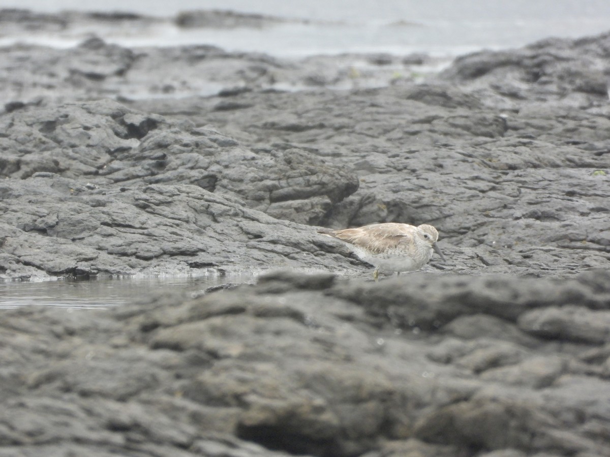 jespák rezavý - ML647637037