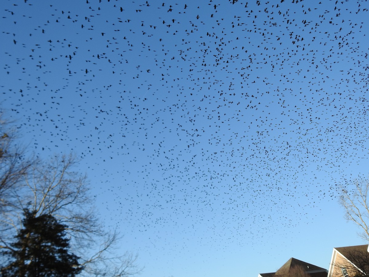 Purpurgrackel - ML647637064