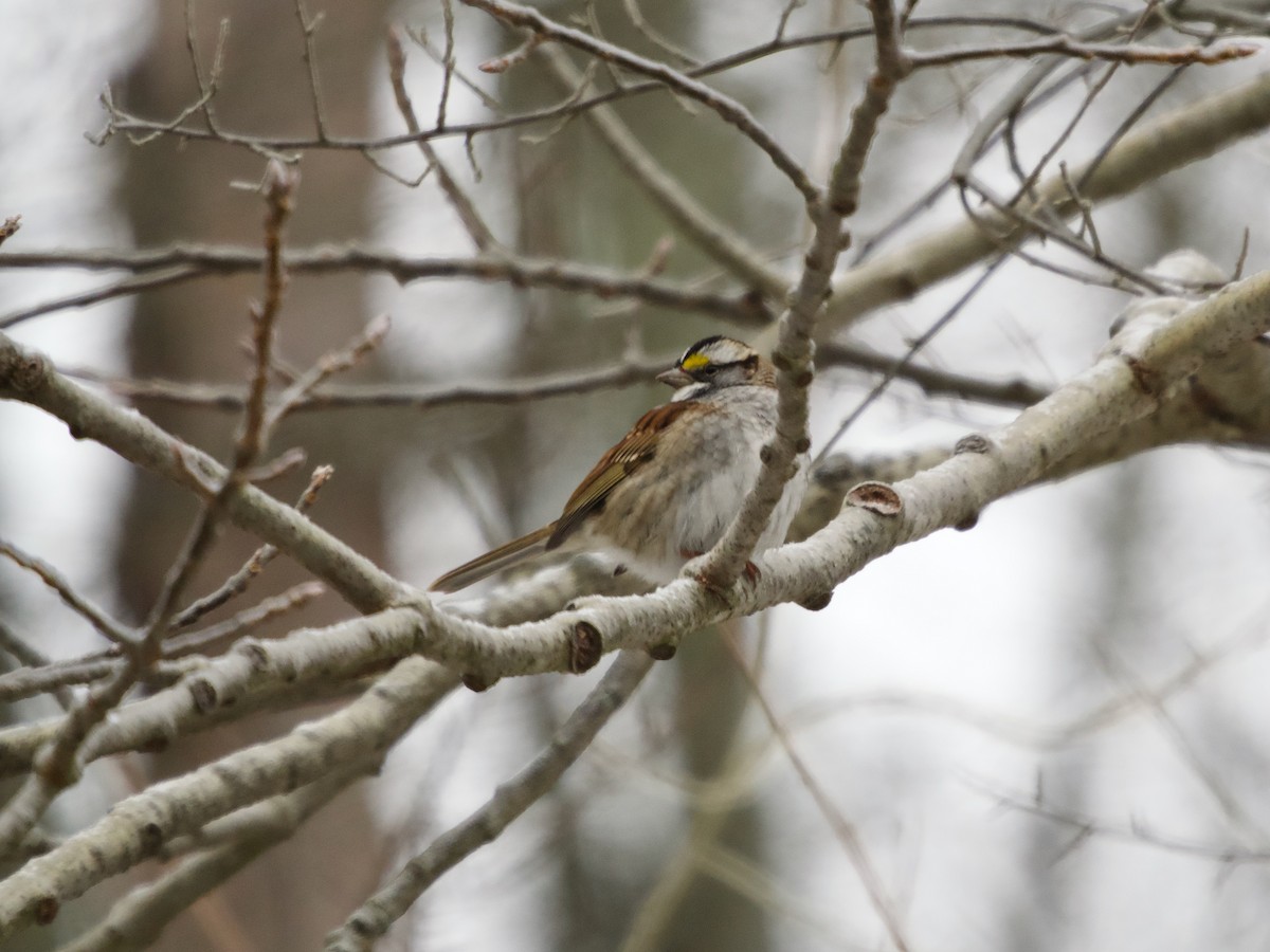 White-throated Sparrow - ML647637066