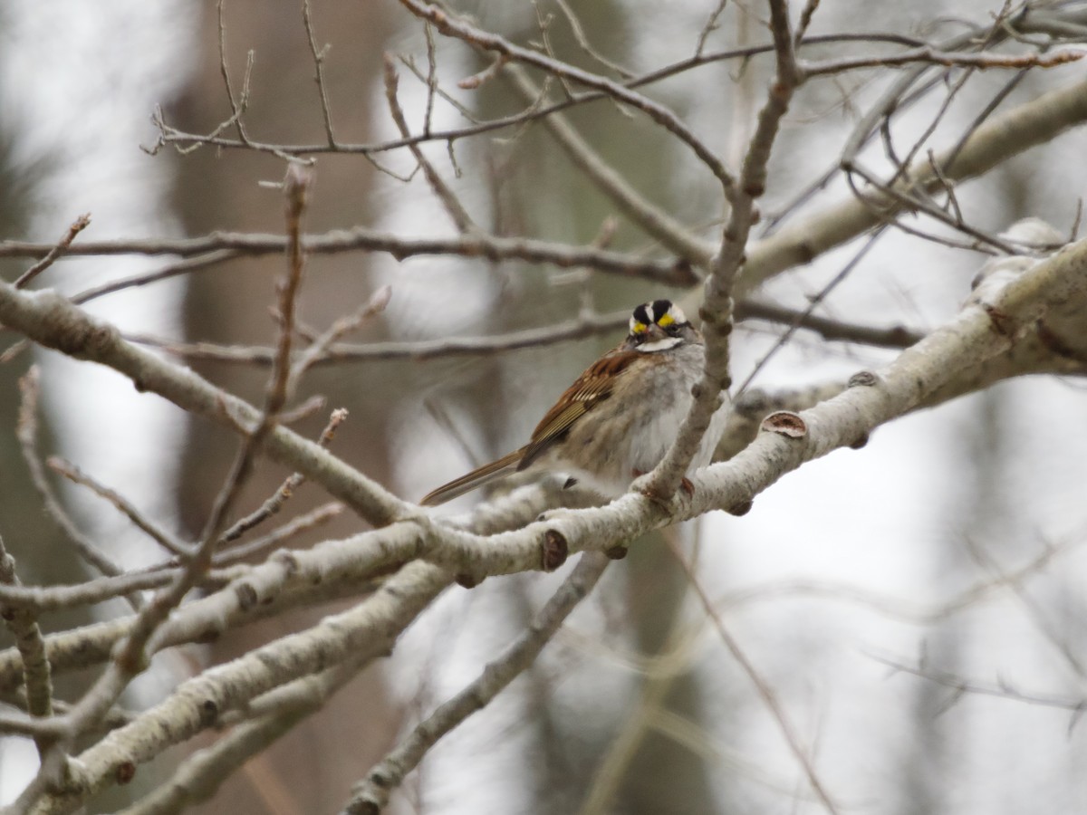 White-throated Sparrow - ML647637067
