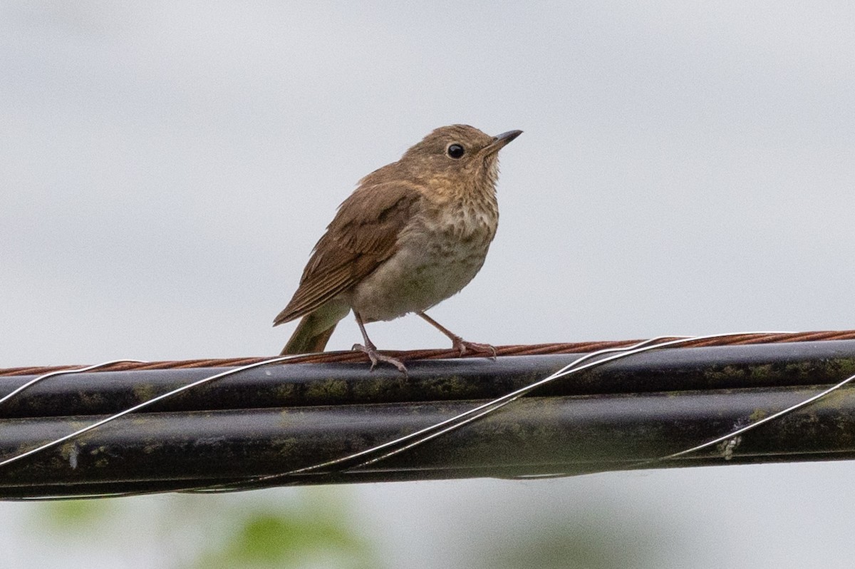 オリーブチャツグミ - ML647637068