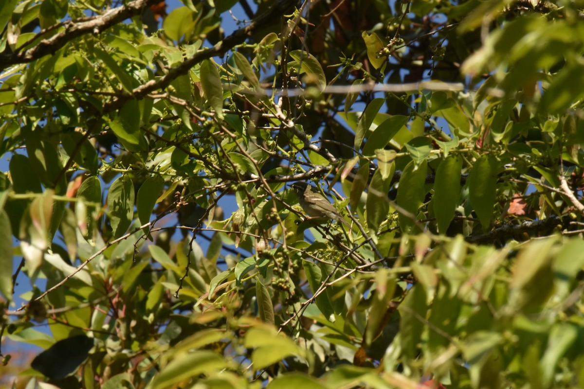 キマユムシクイ - ML647637069