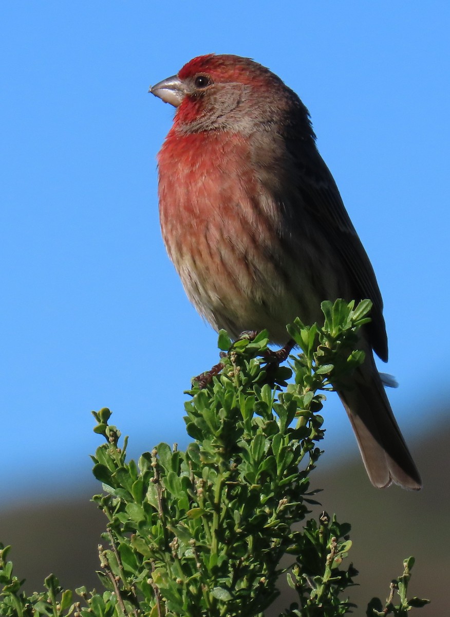メキシコマシコ - ML647637070