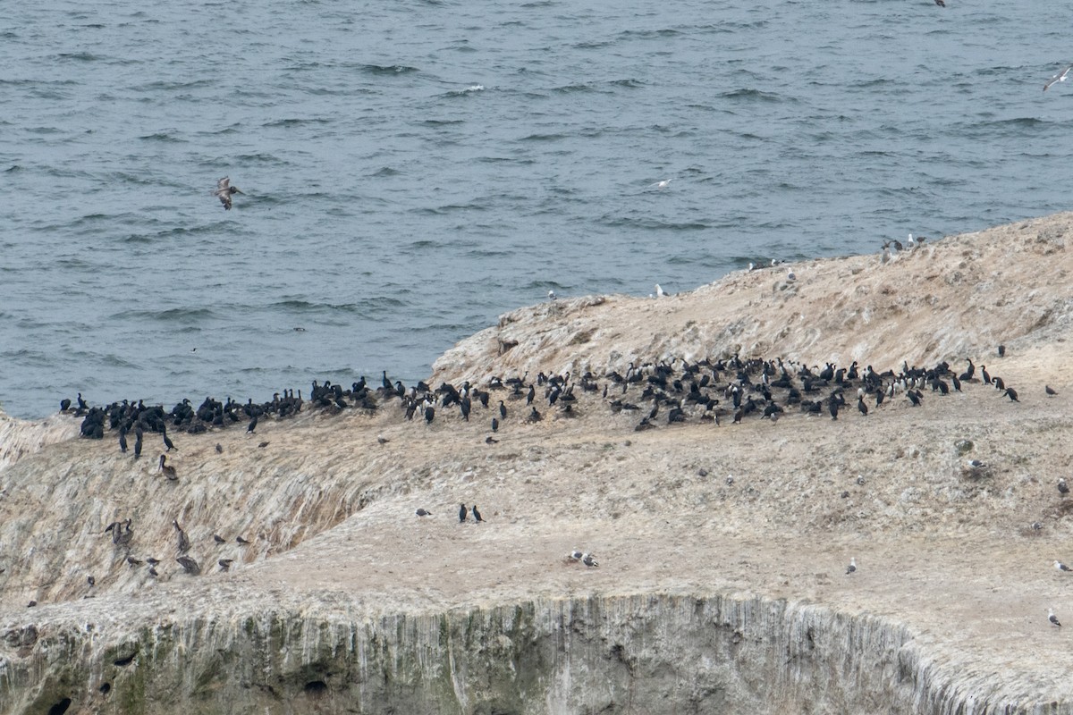 ウ属 - ML647637073