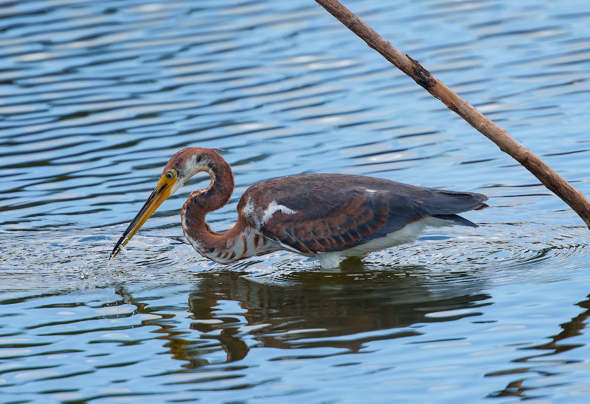 サンショクサギ - ML647637074