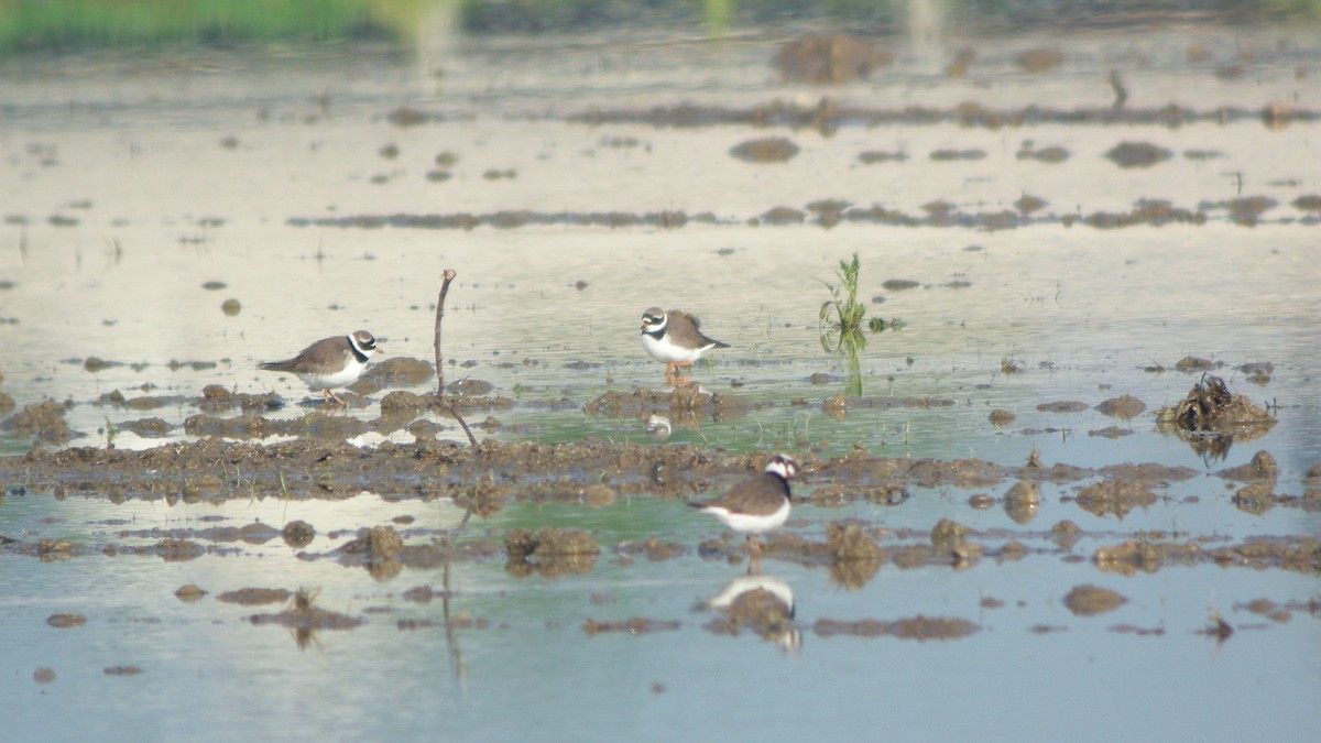 ハジロコチドリ - ML647637077