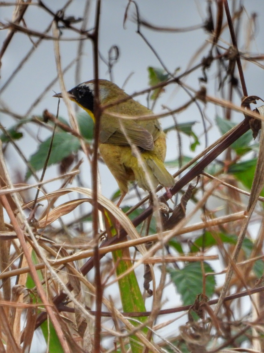 カオグロアメリカムシクイ - ML647637079