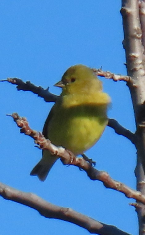 ヒメキンヒワ - ML647637083