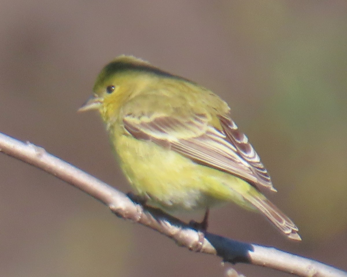 ヒメキンヒワ - ML647637084