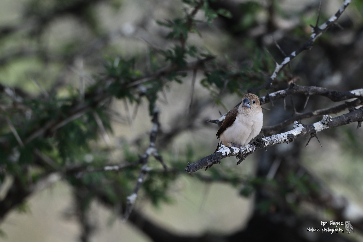 アフリカギンバシ - ML647637086