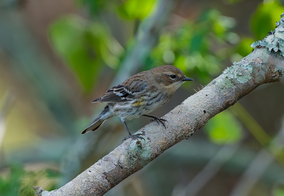 キヅタアメリカムシクイ - ML647637087