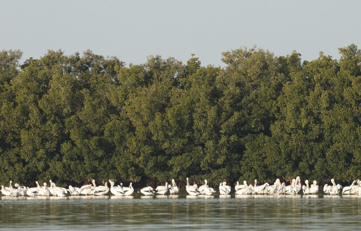 アメリカシロペリカン - ML647637089