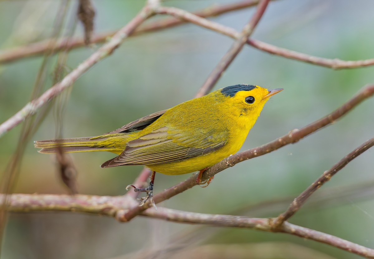 ウィルソンアメリカムシクイ - ML647637090