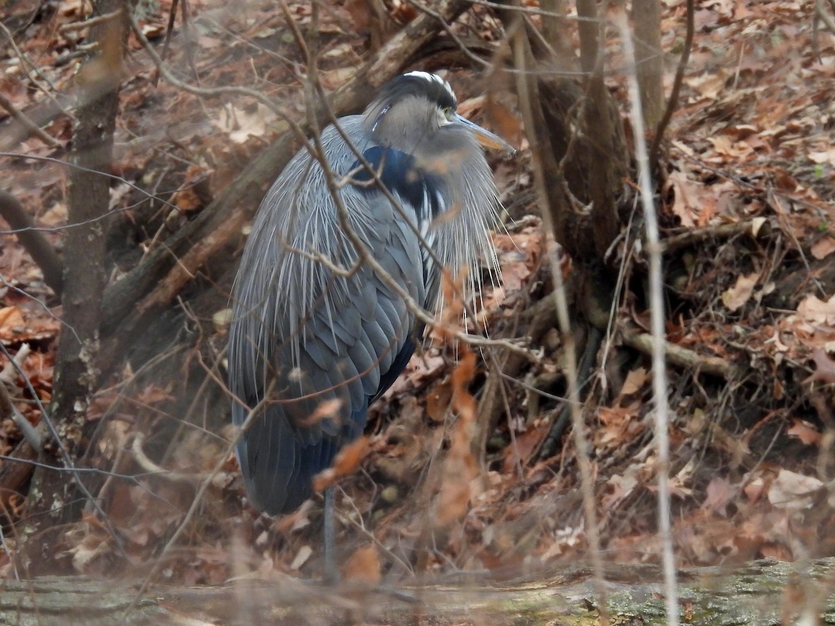 オオアオサギ - ML647637091