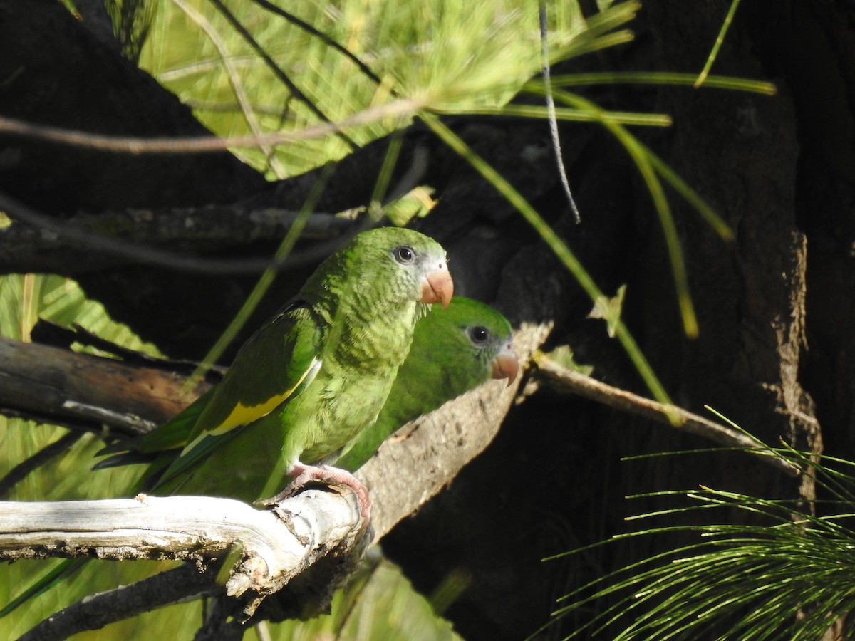 ソデジロインコ - ML647637092