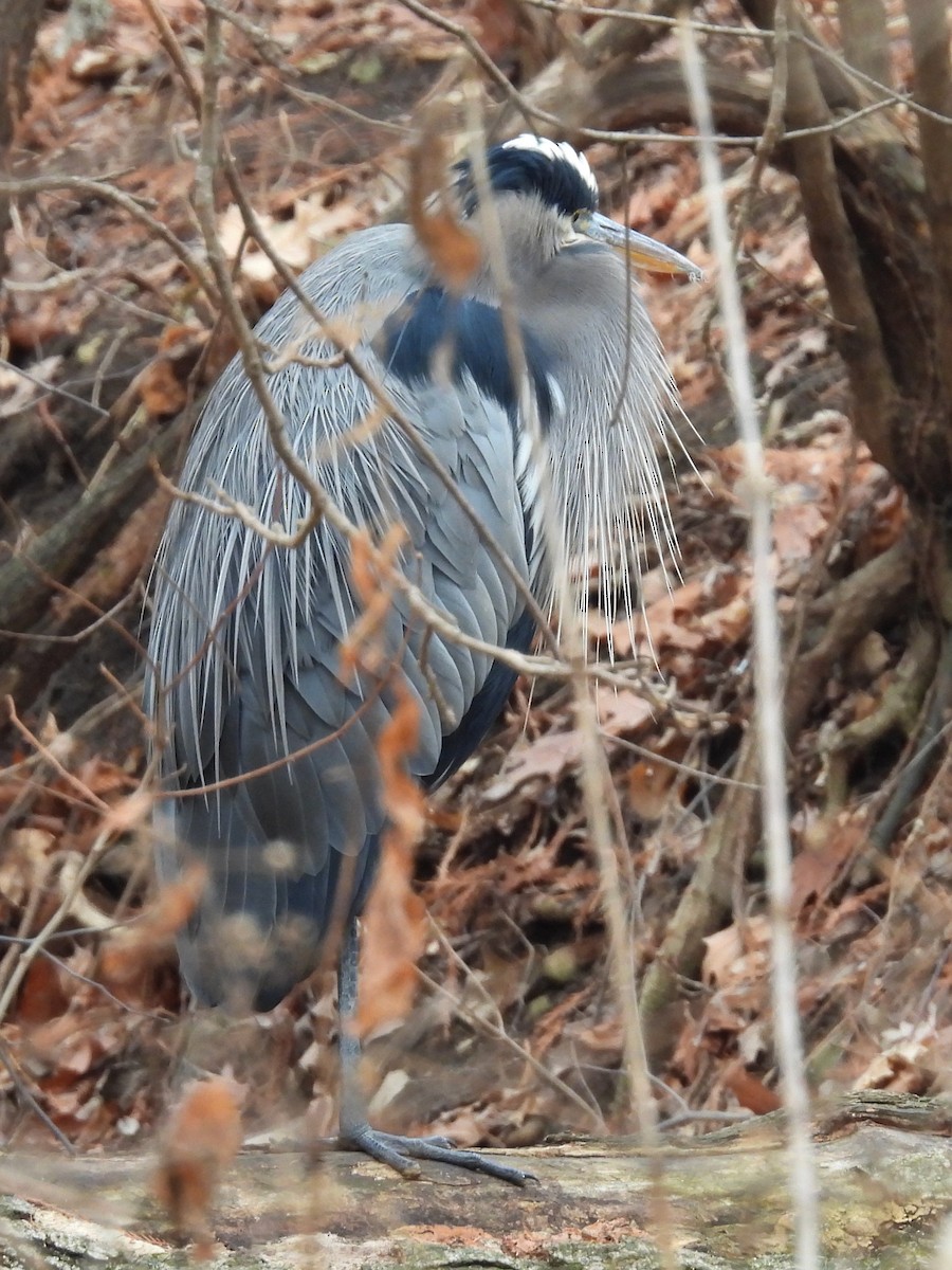 オオアオサギ - ML647637093