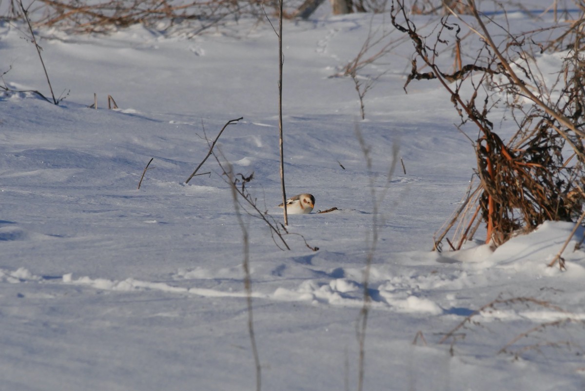 ユキホオジロ - ML647637095