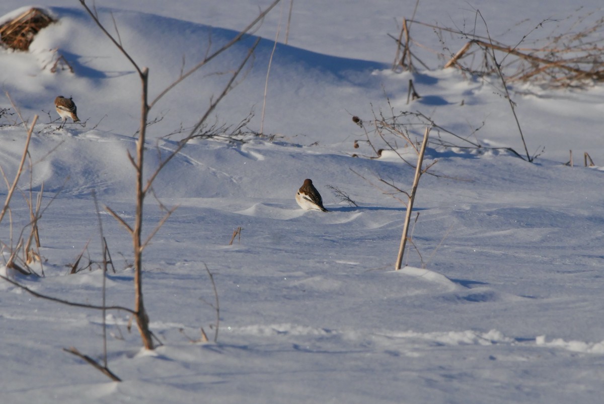 ユキホオジロ - ML647637096