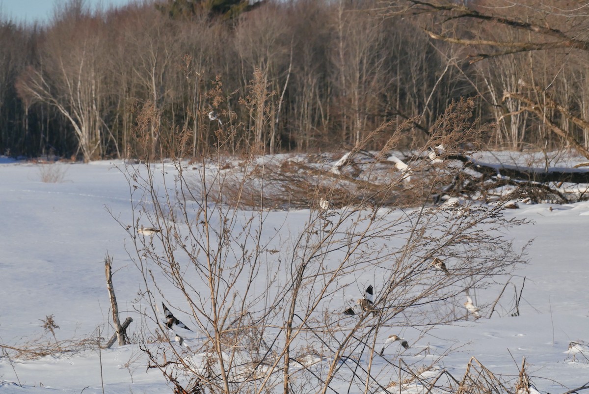 ユキホオジロ - ML647637097