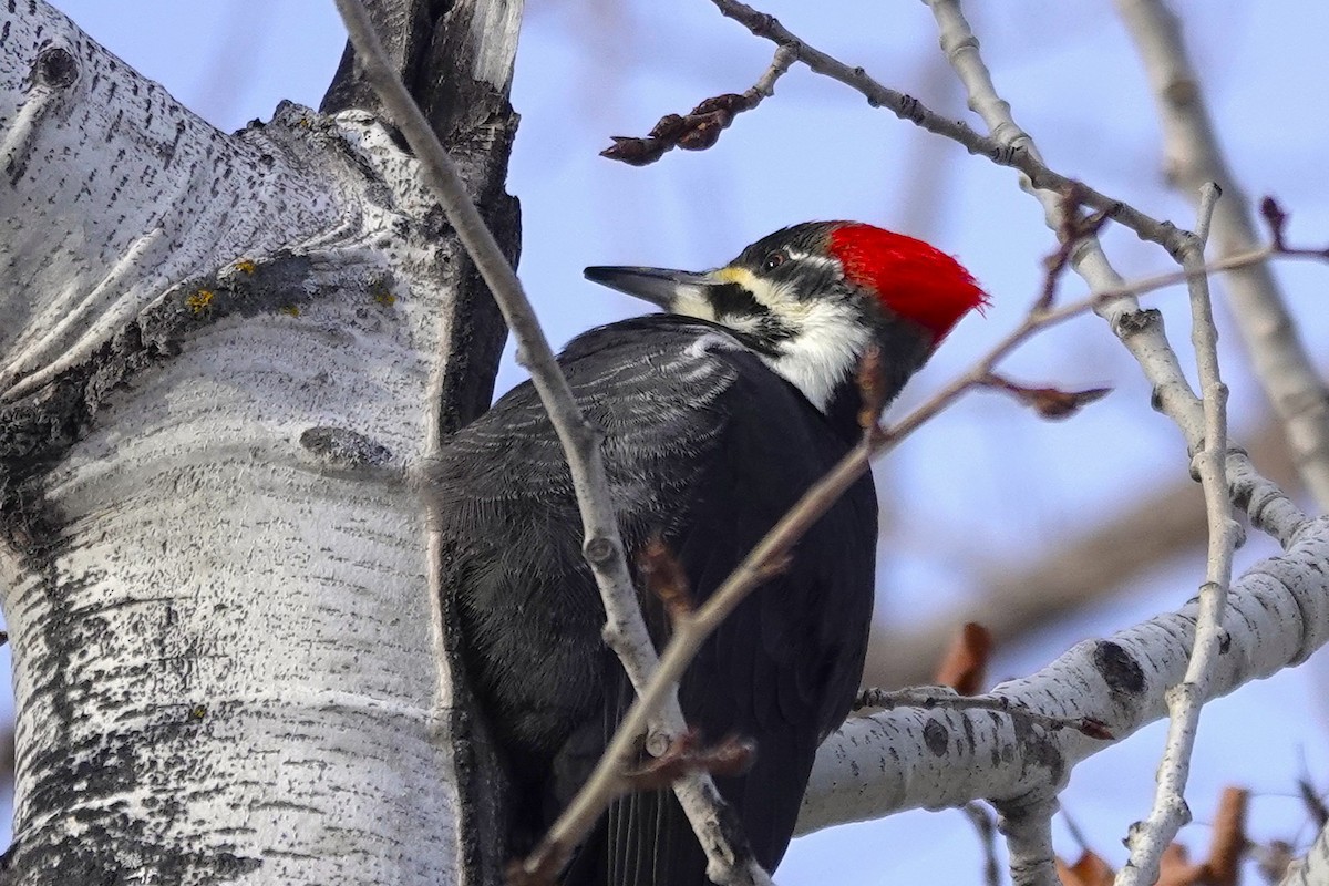 エボシクマゲラ - ML647637098