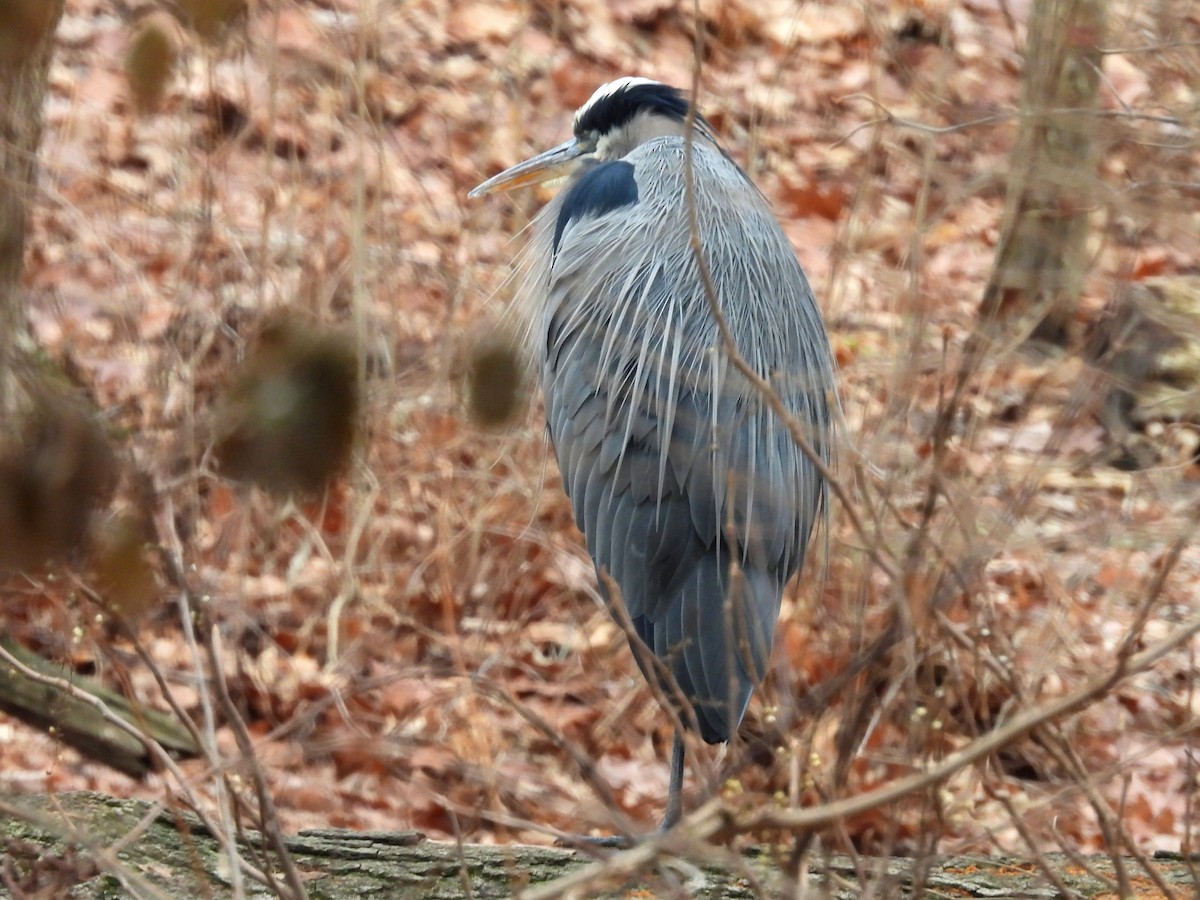 オオアオサギ - ML647637099