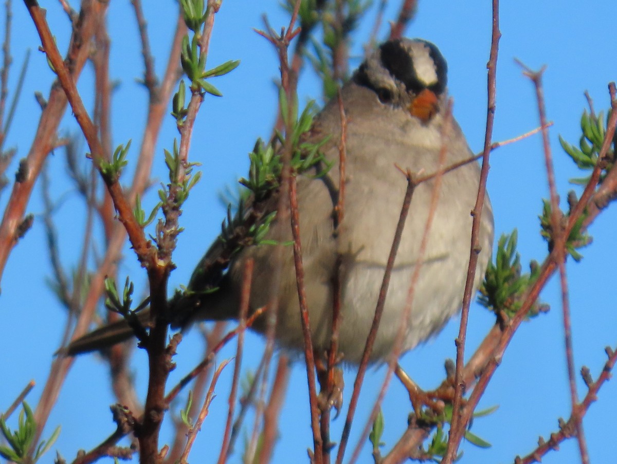 ミヤマシトド - ML647637108