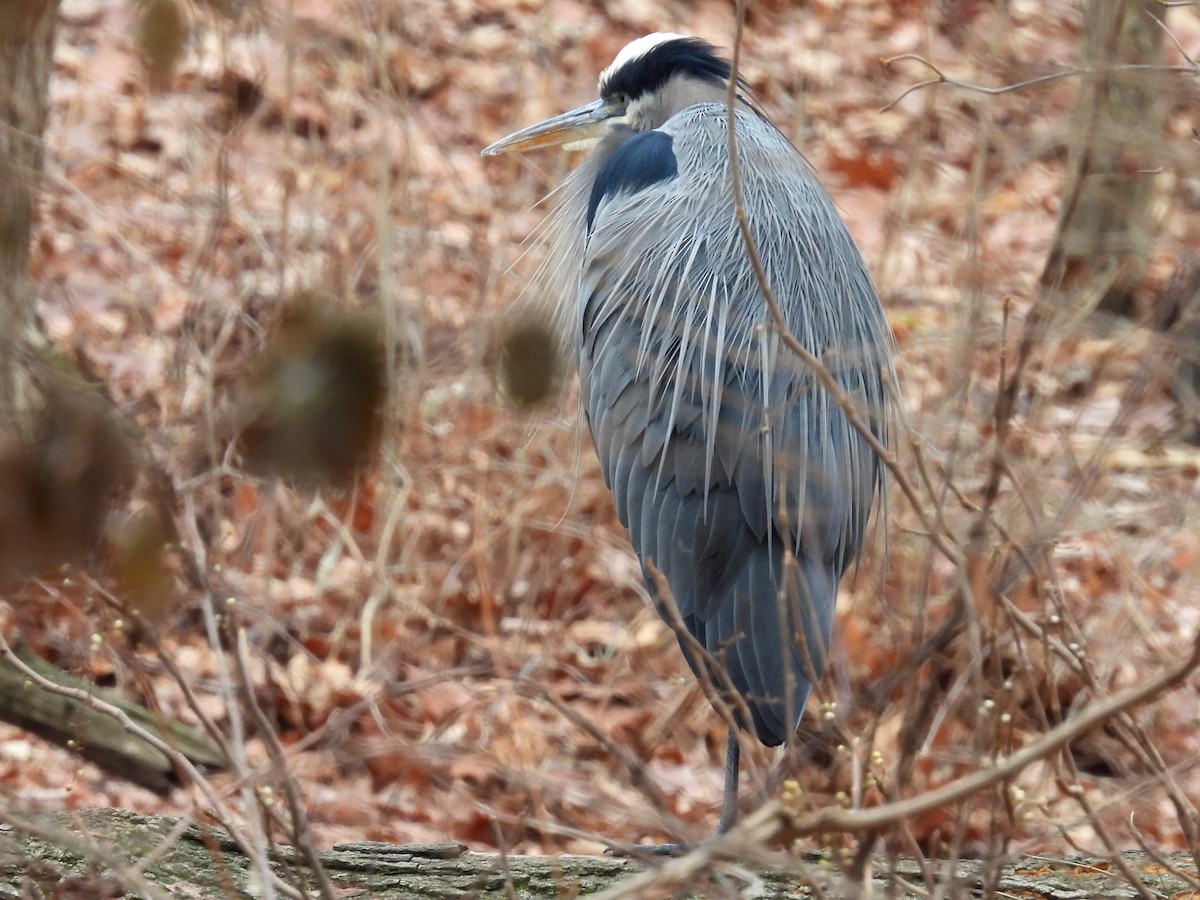 オオアオサギ - ML647637109