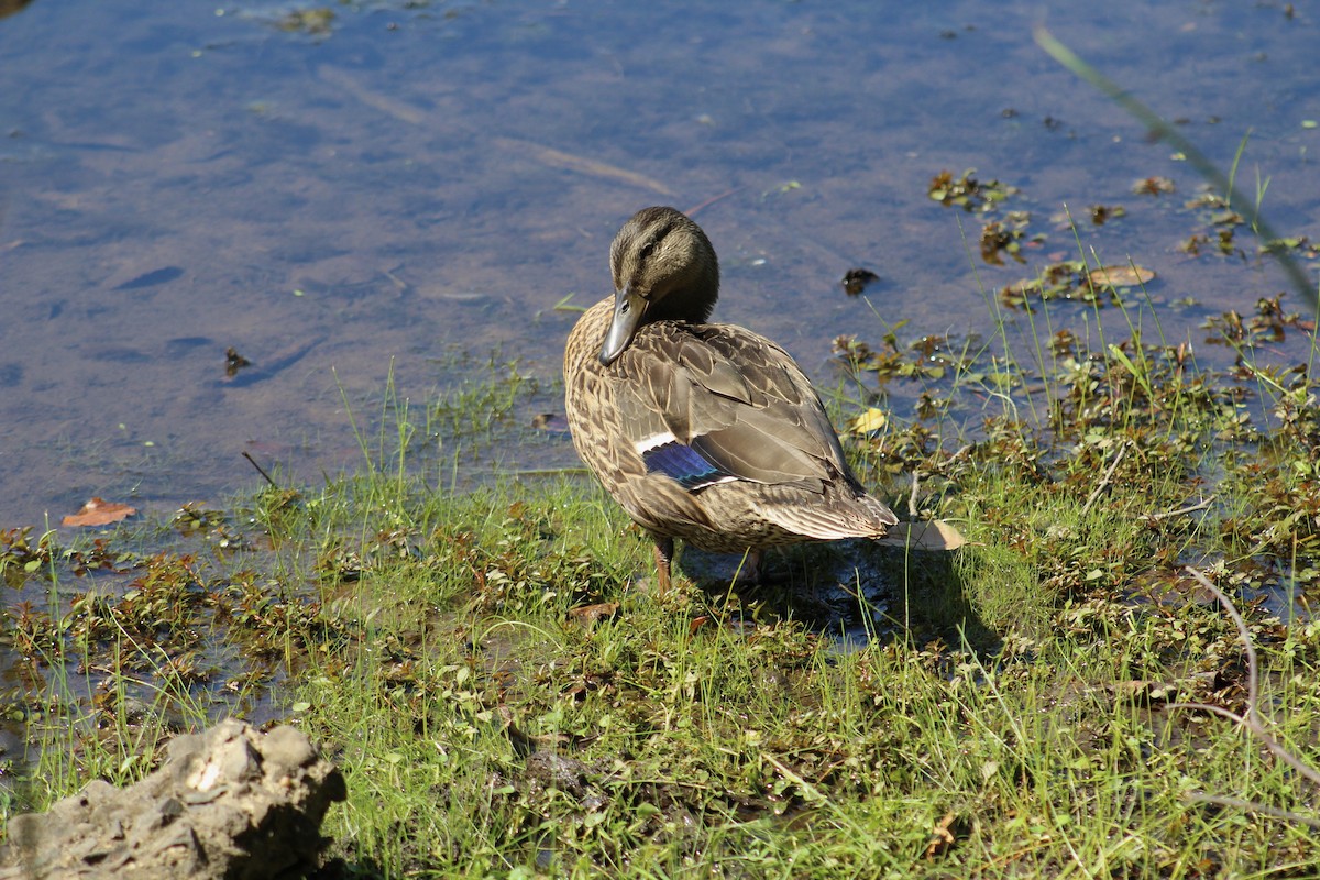 マガモ - ML647637117