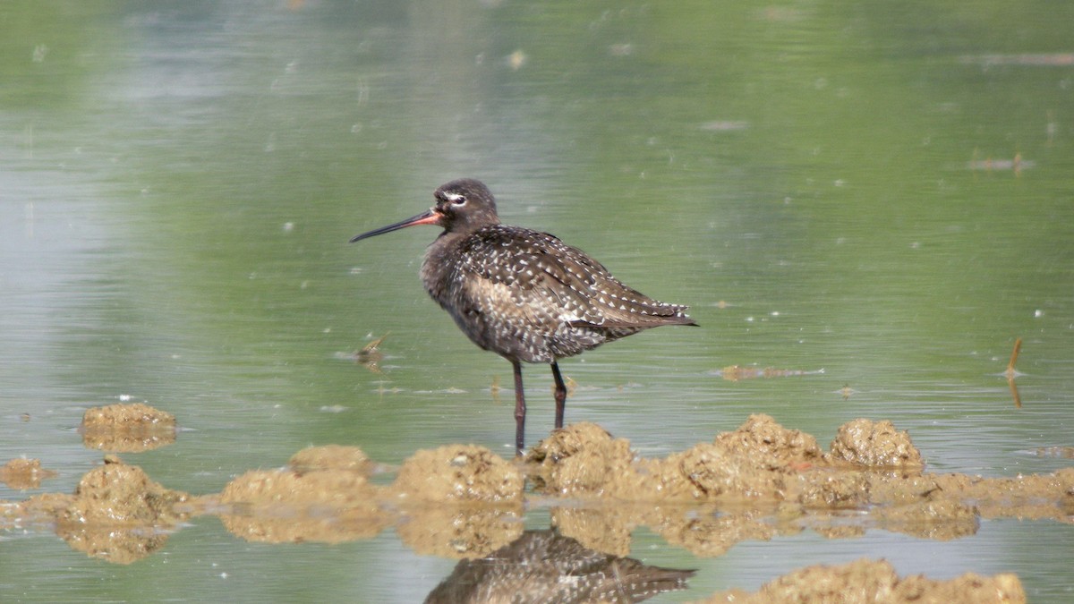 ツルシギ - ML647637120