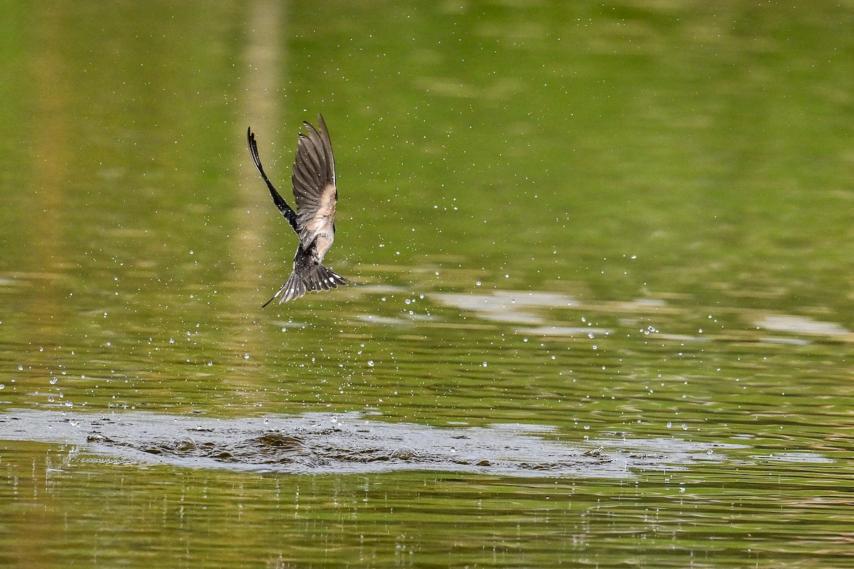 ツバメ - ML647637121