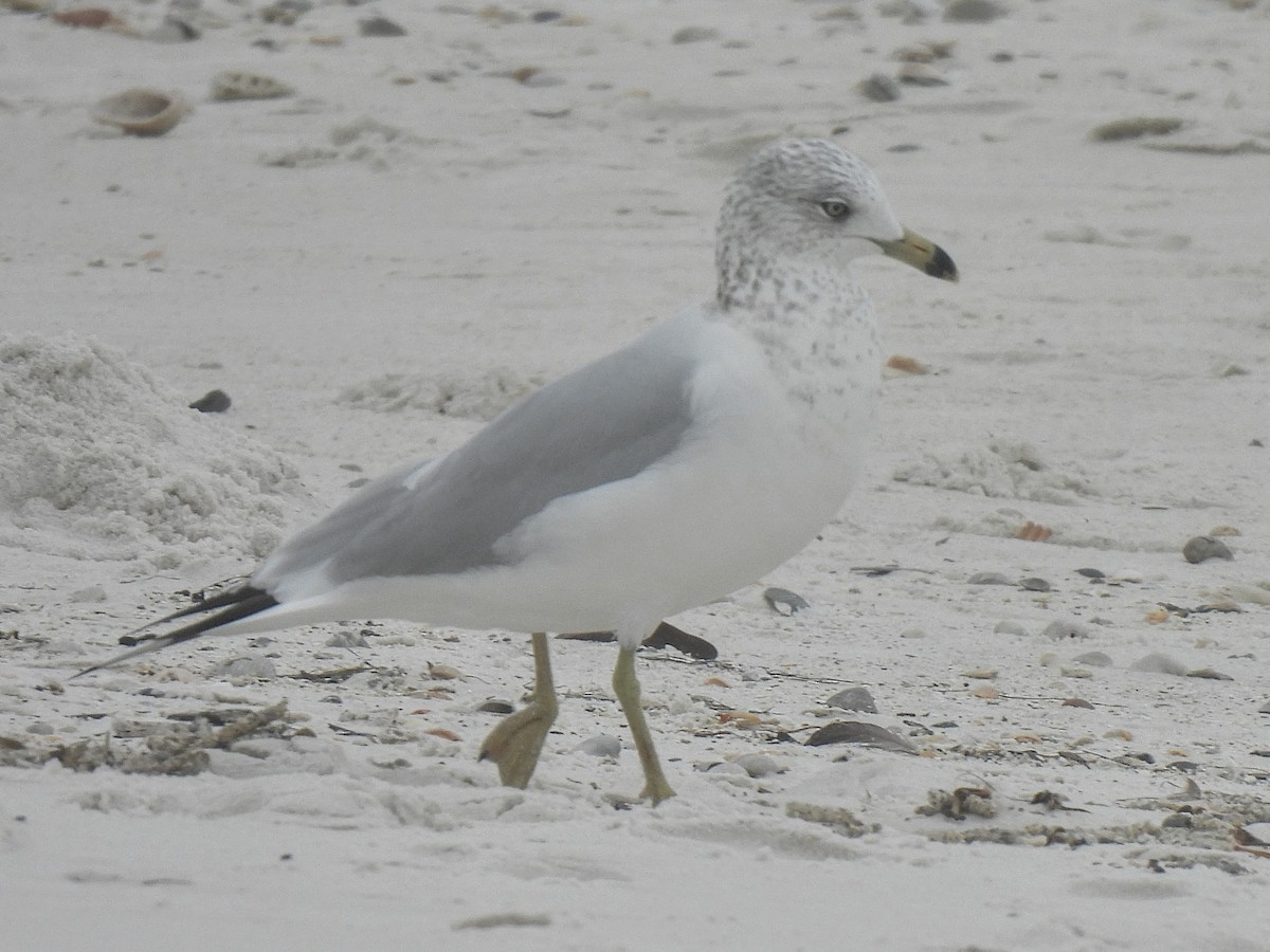 クロワカモメ - ML647637125