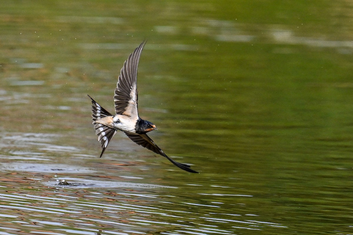 Ластівка сільська - ML647637128