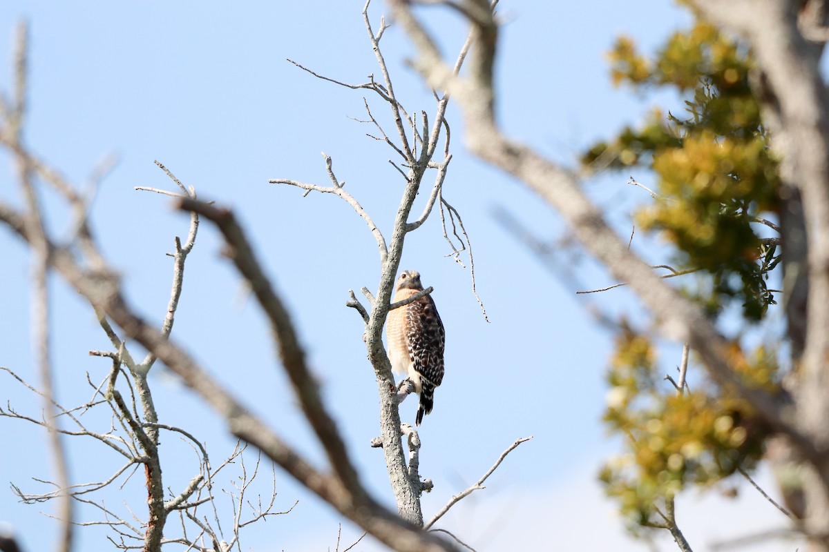 Muscovy Duck (Domestic type) - ML647637142