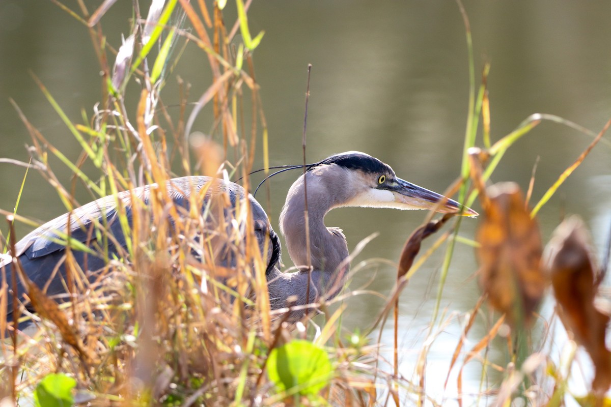 Great Blue Heron - ML647637143