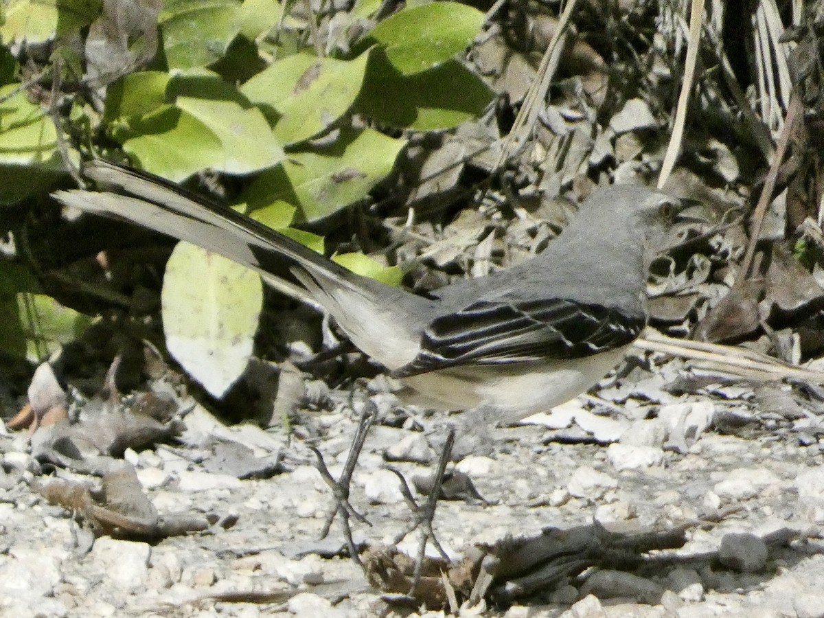 Tropikal Taklitçi - ML647637169