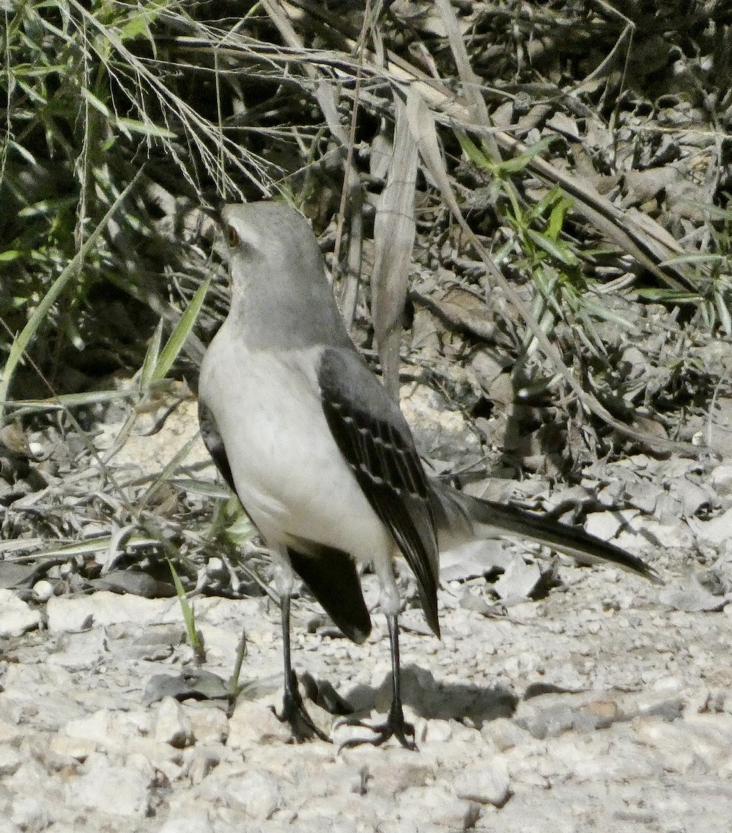 Tropikal Taklitçi - ML647637170