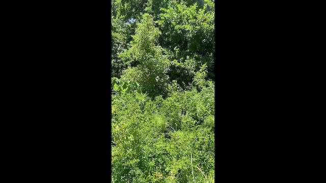 Sombre Greenbul - ML647637171