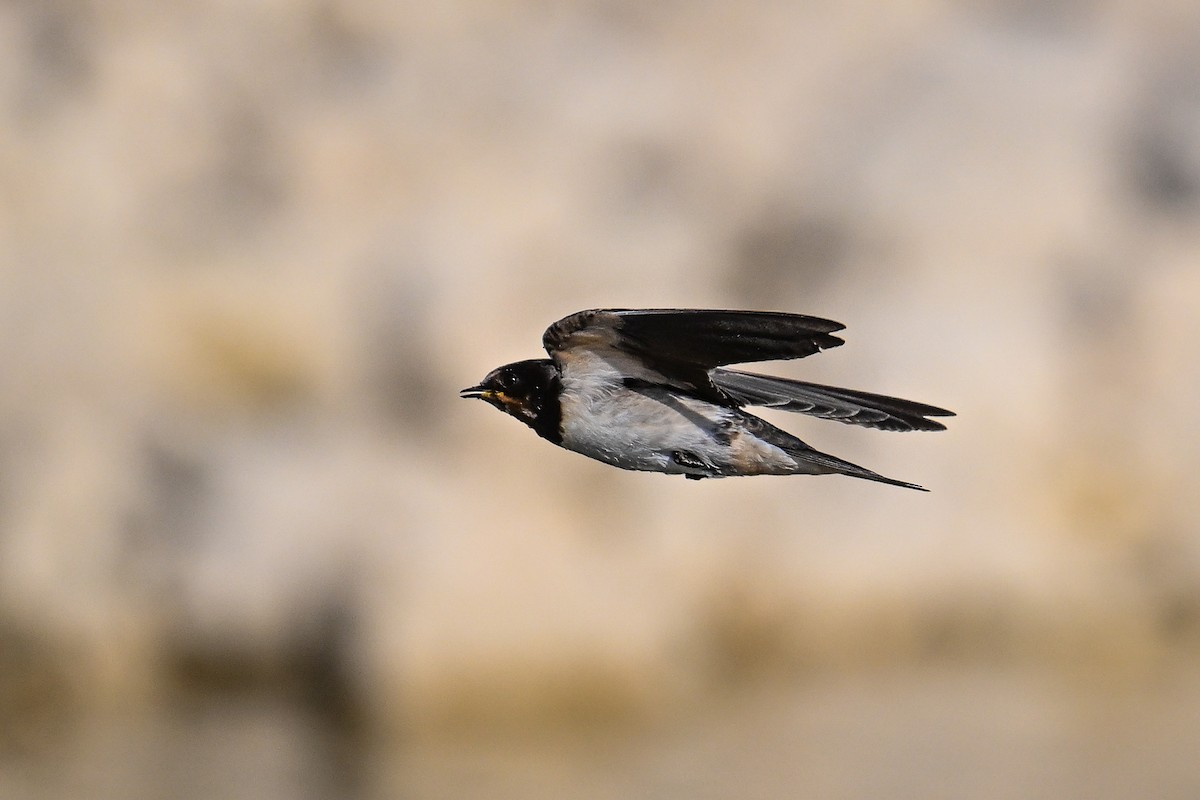 Ластівка сільська - ML647637178