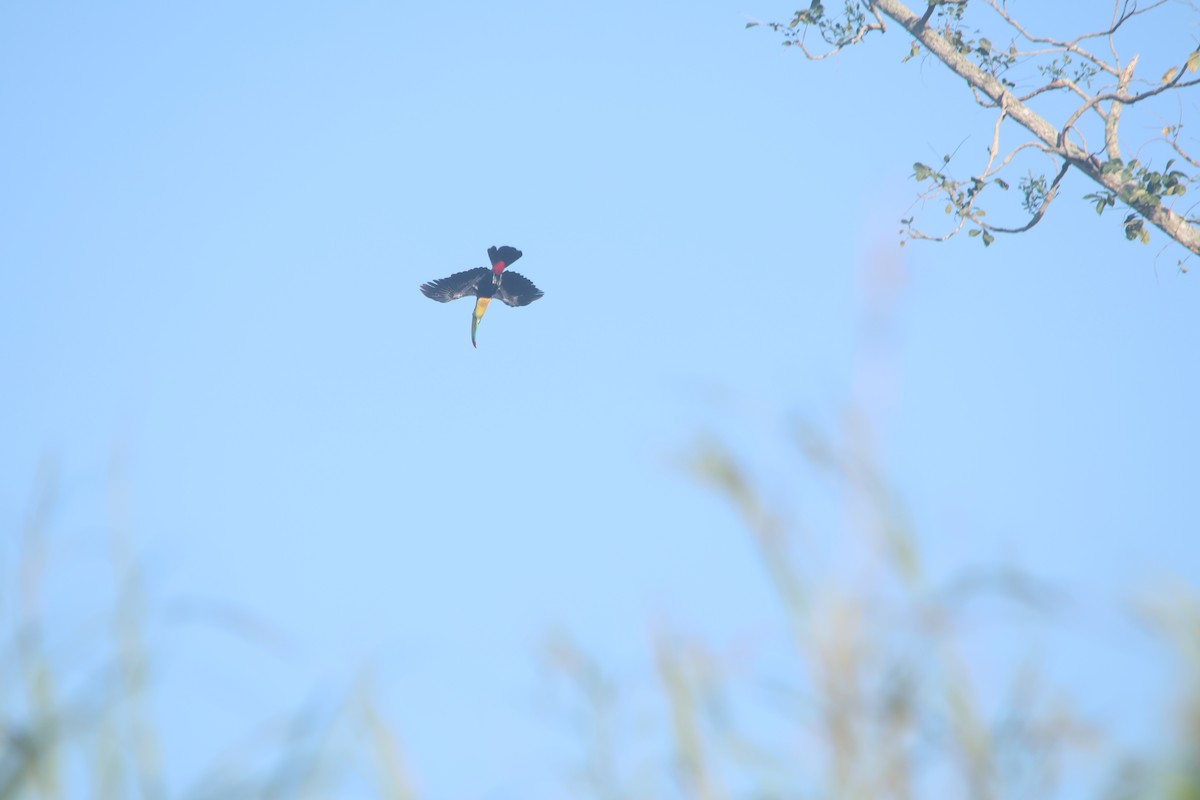 regnbuetukan - ML647637180