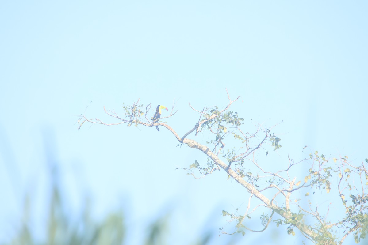 regnbuetukan - ML647637181