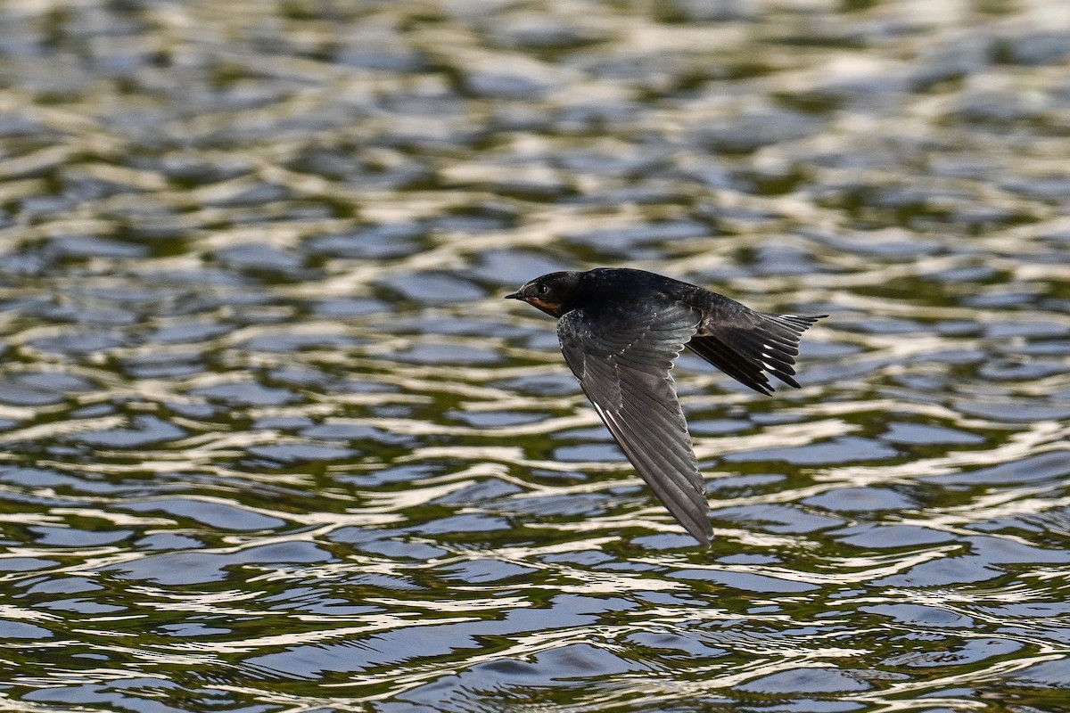Ластівка сільська - ML647637183