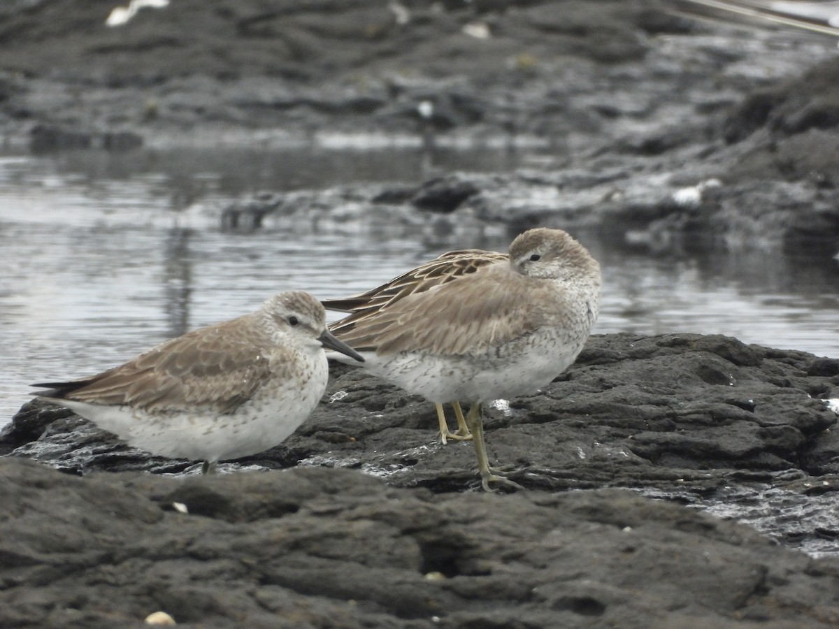 jespák rezavý - ML647637193